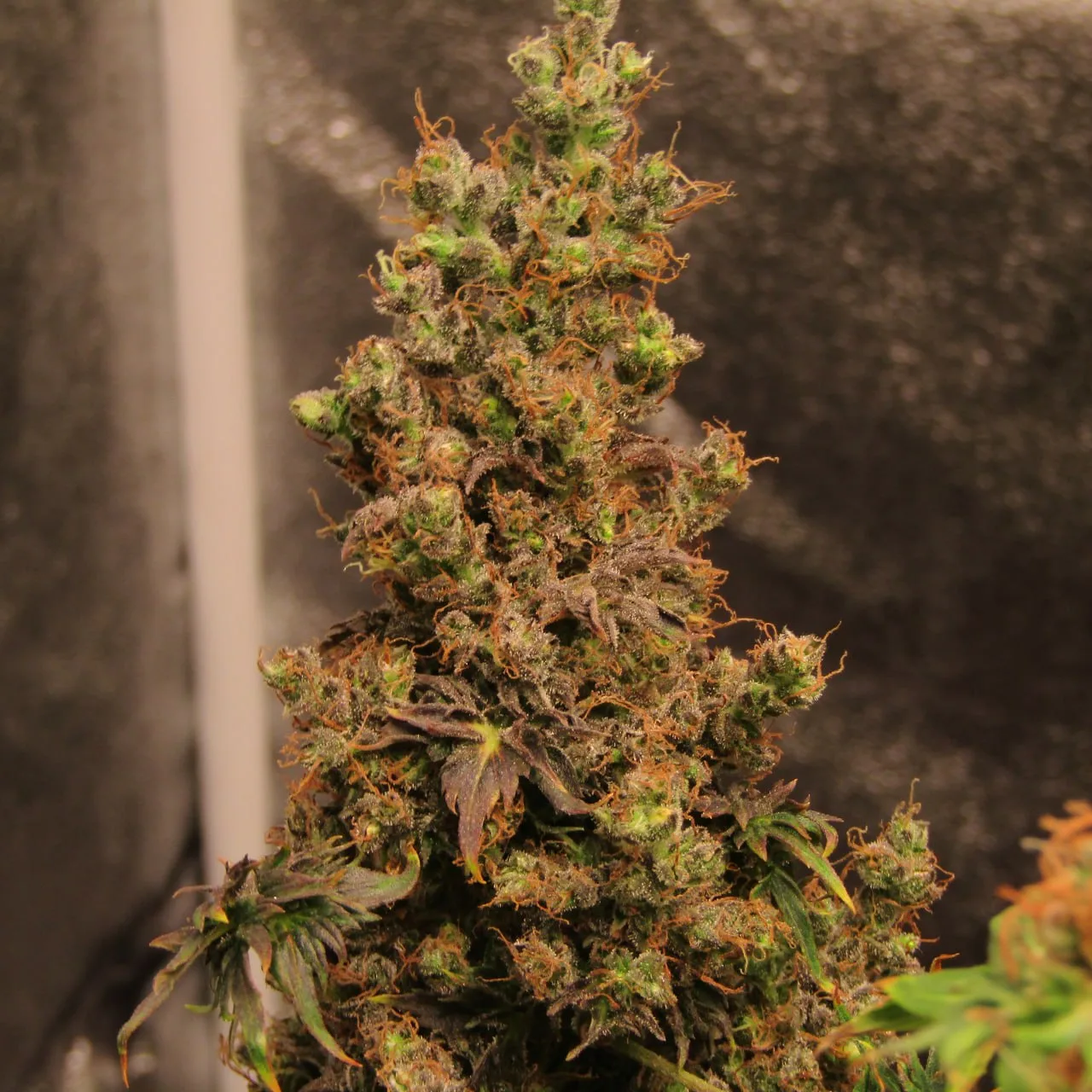 Top at the end of flowering.