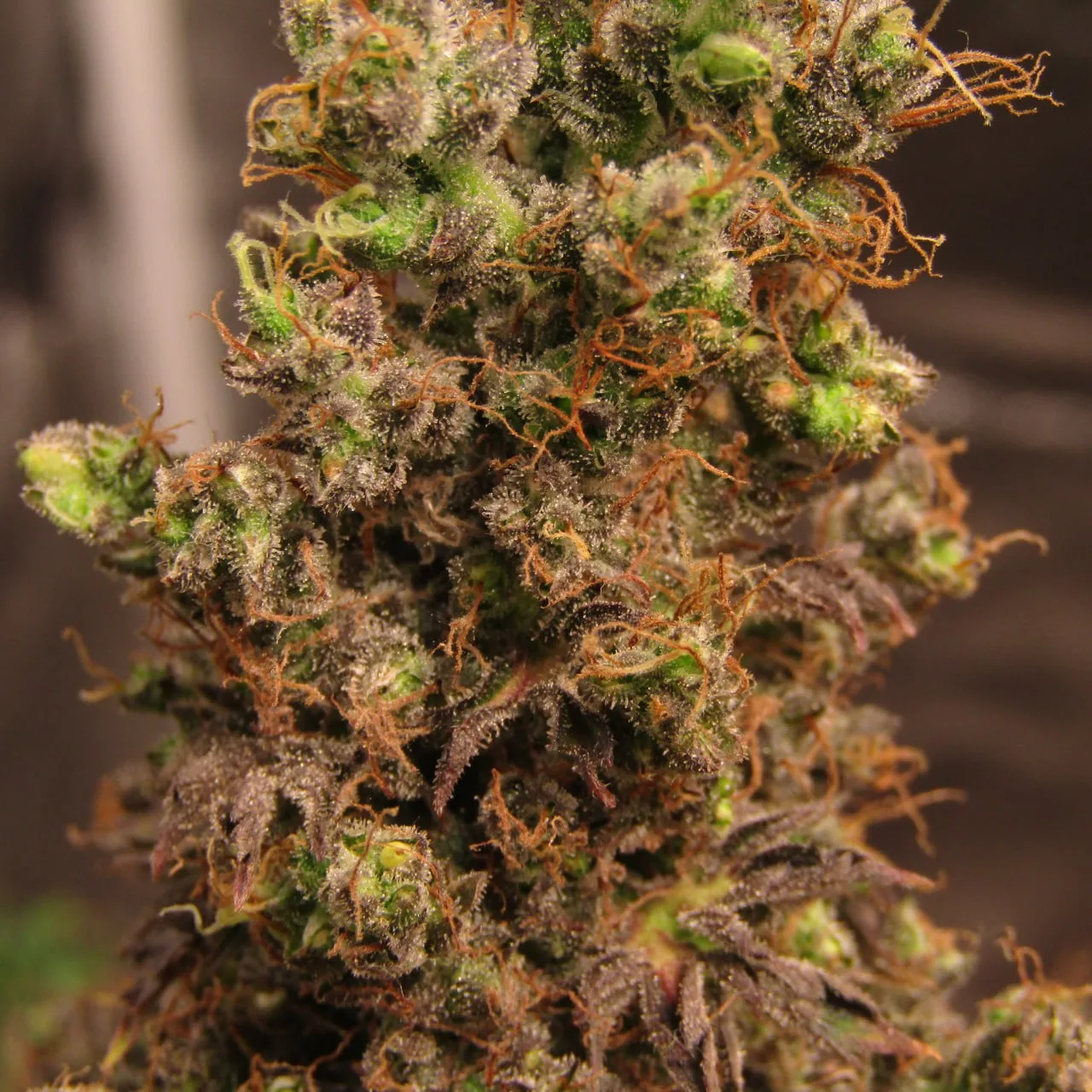 Close-up of calyxes and trichomes.