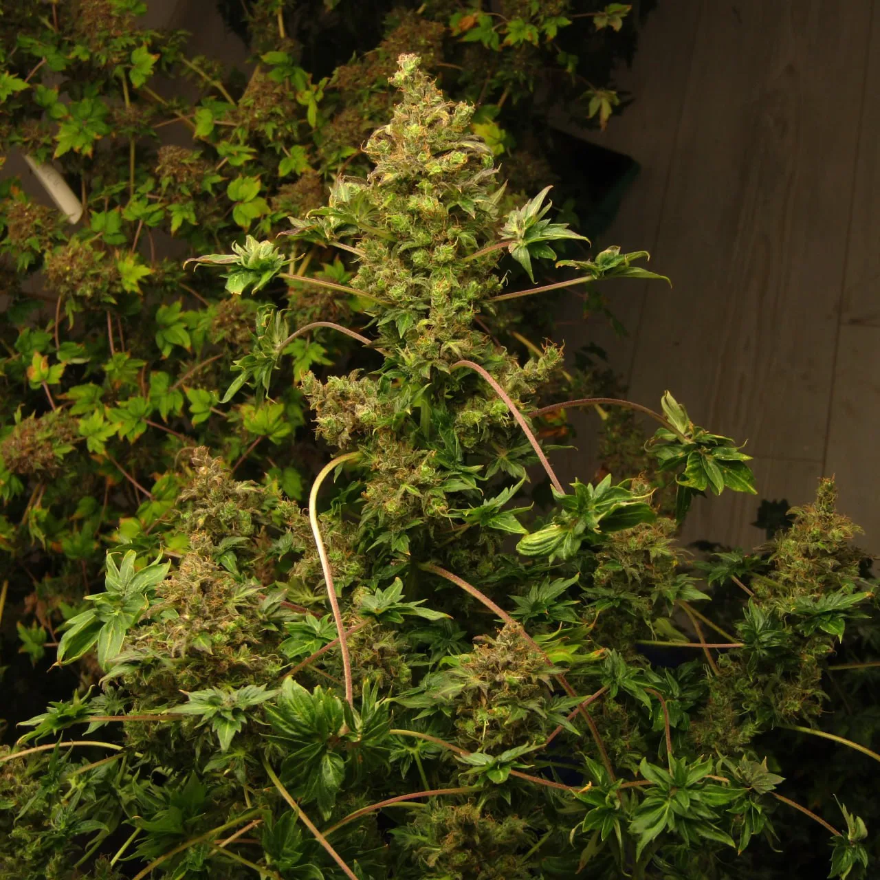 Central cola and side branches.