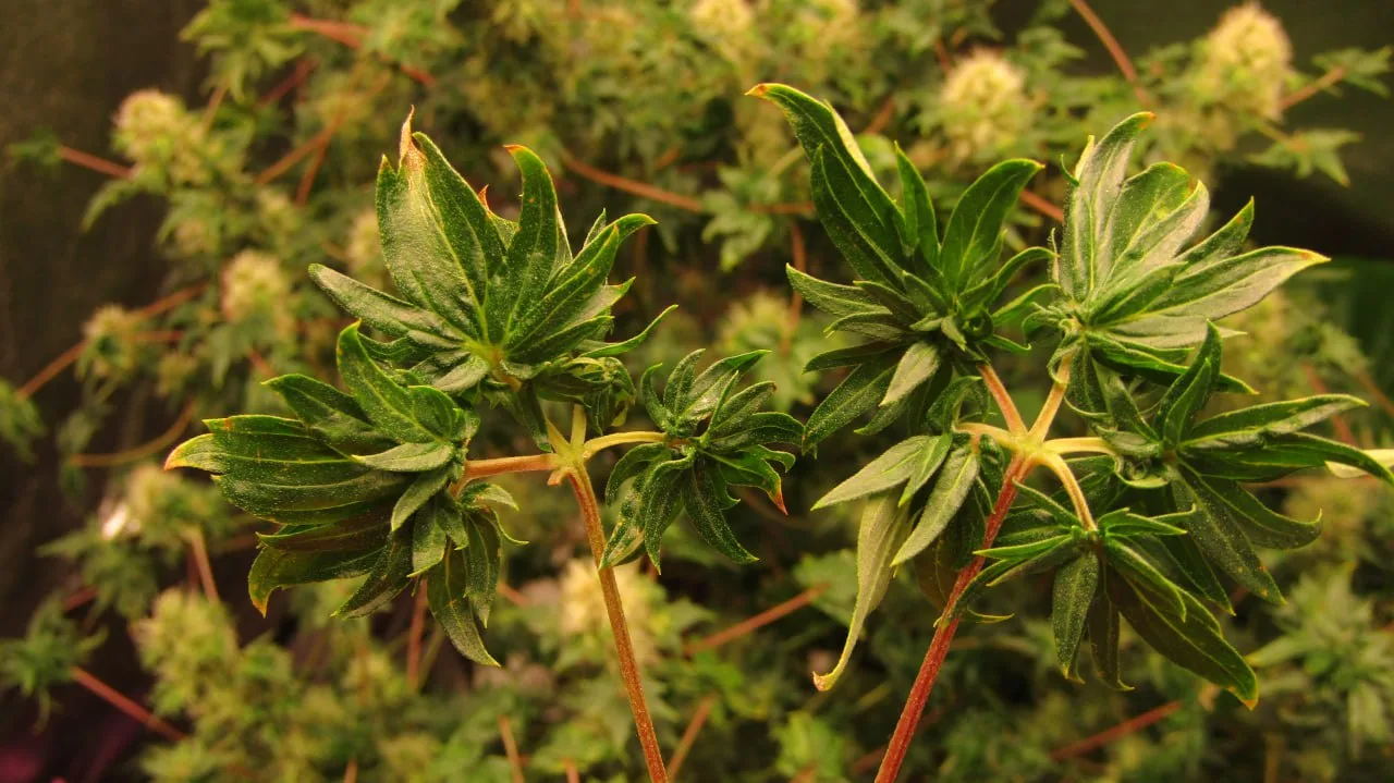 Close-up of ABC leaf lobes.
