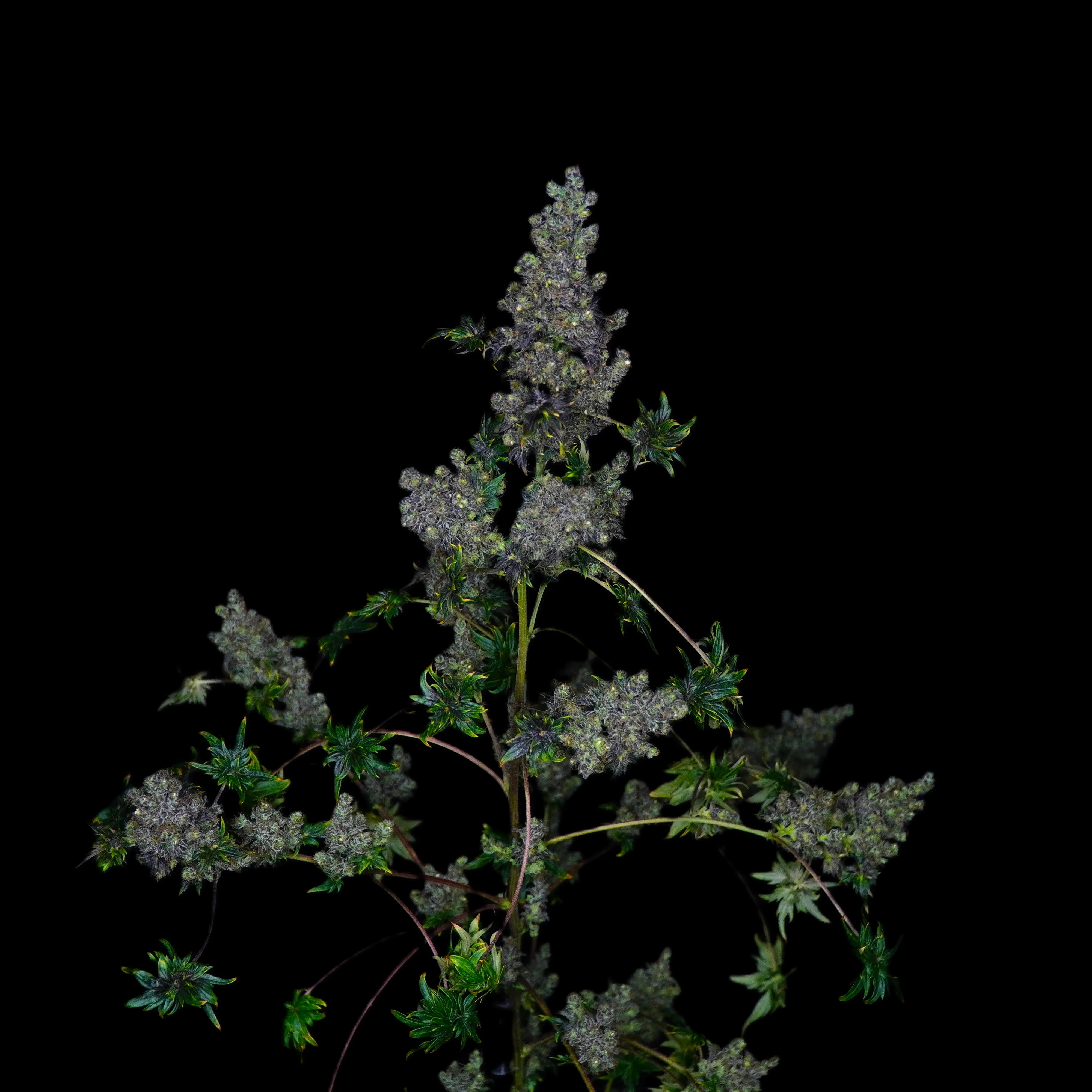 Fast Crazy Bastard plant top on a black background, an open branching structure with frosty bud clusters