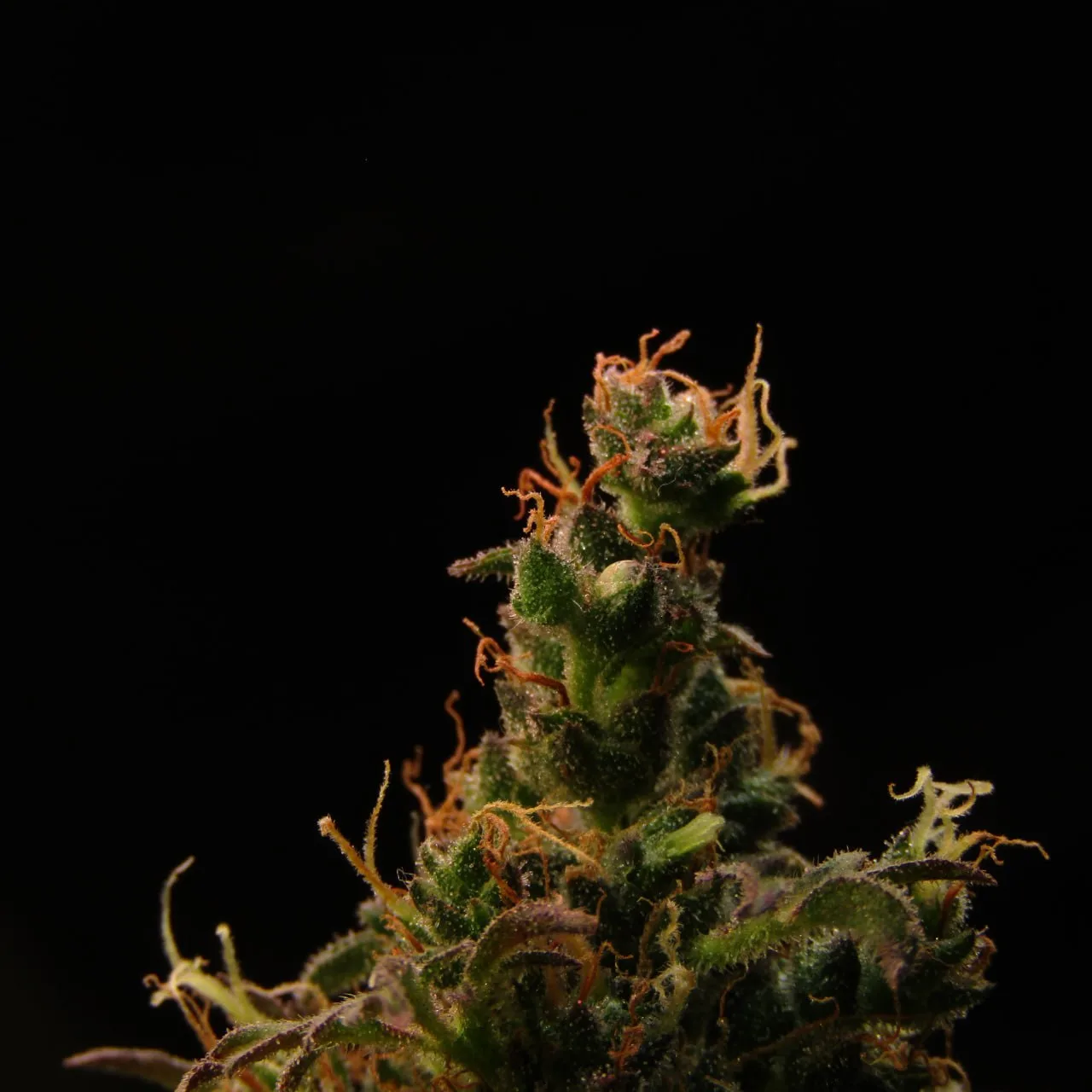 ABC Crazy Crosses B1 - mother line: seed formation.