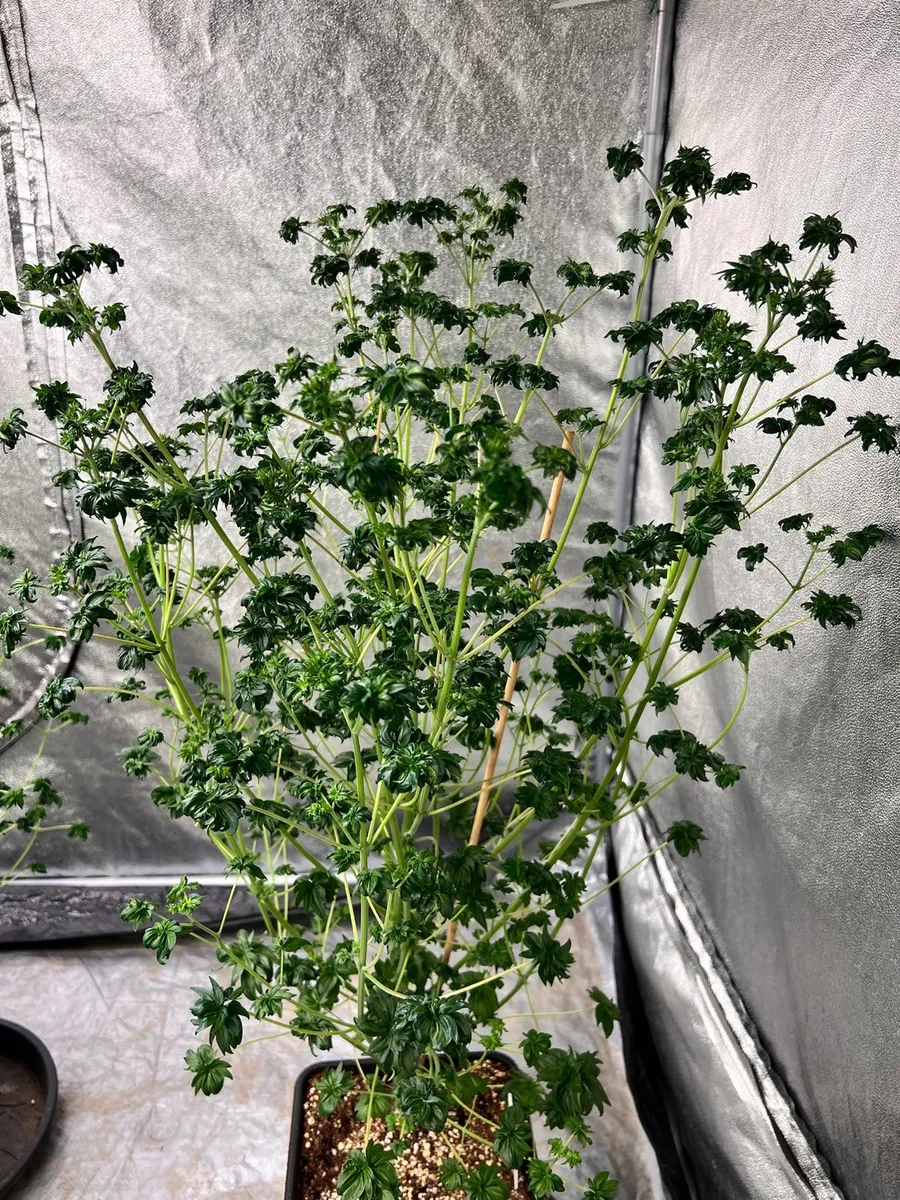Blueberry Bastard F4 - Mutterpflanze, 01.12.2025.