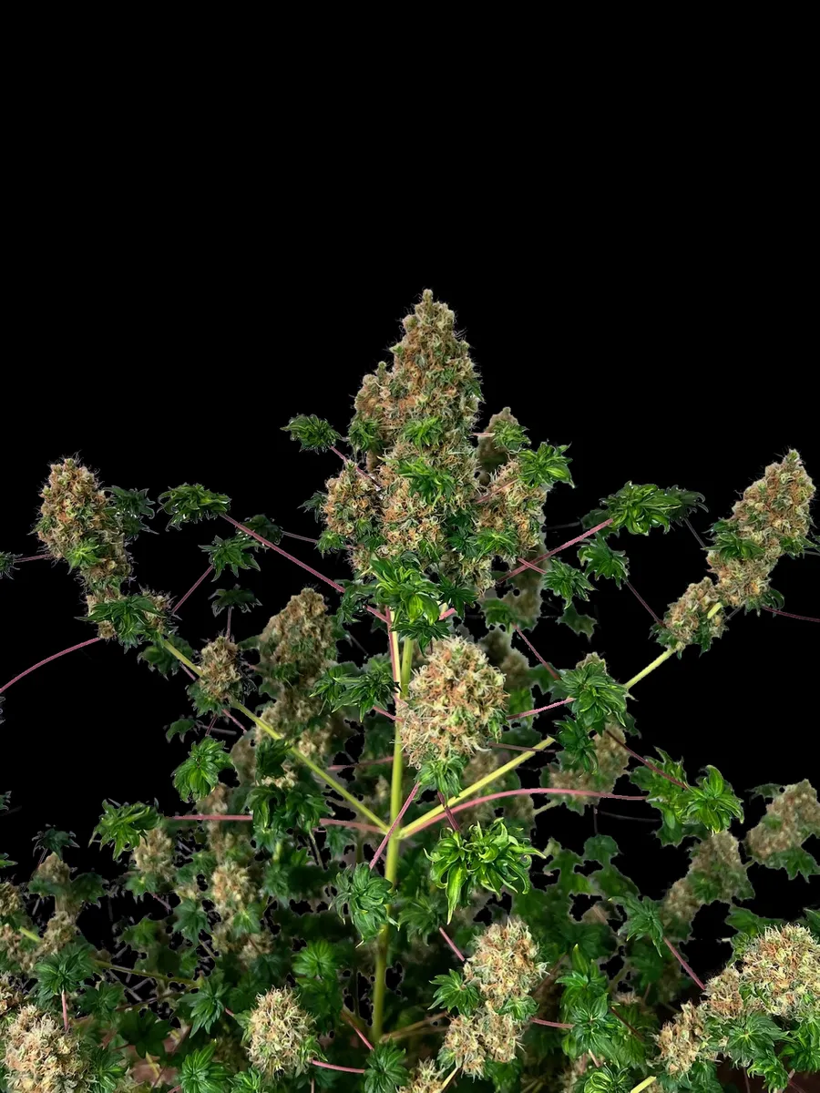 Flowering Fastberry Bastard plant on a black background: buds with orange pistils and small curled ABC leaves on long red petioles