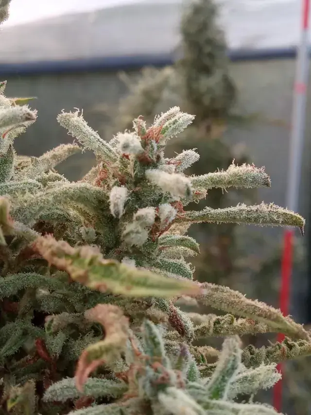 Freak*Snow, source photo