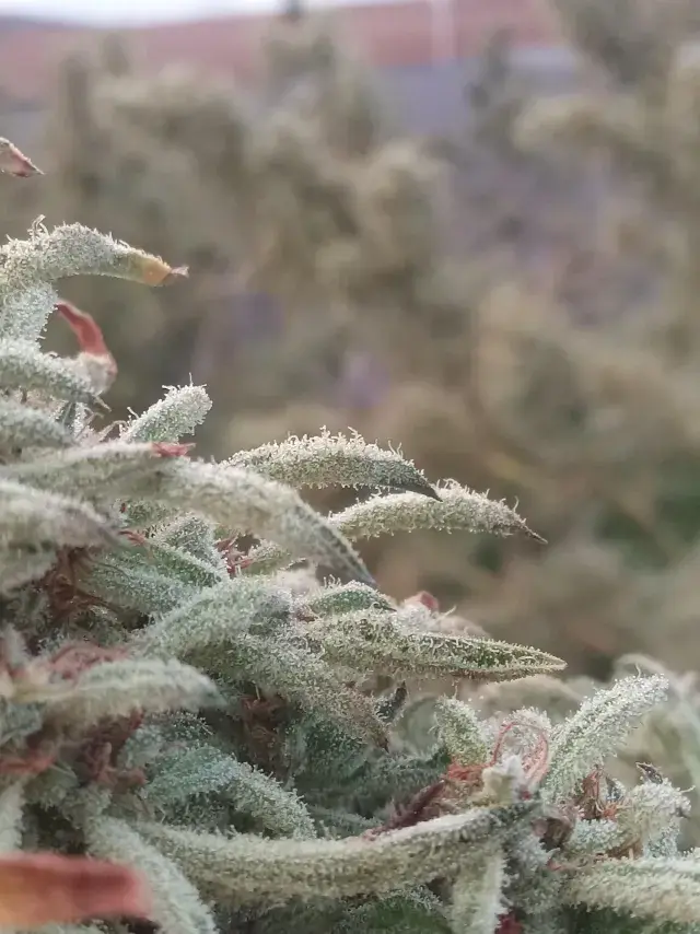 Freak*Snow, source photo
