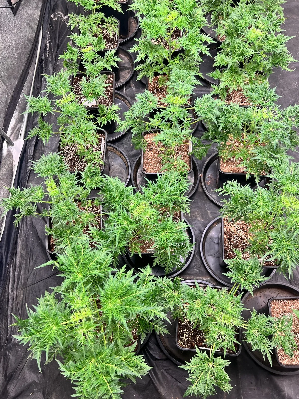 Freaks of Dank - mother selection in veg, 02.11.2025.