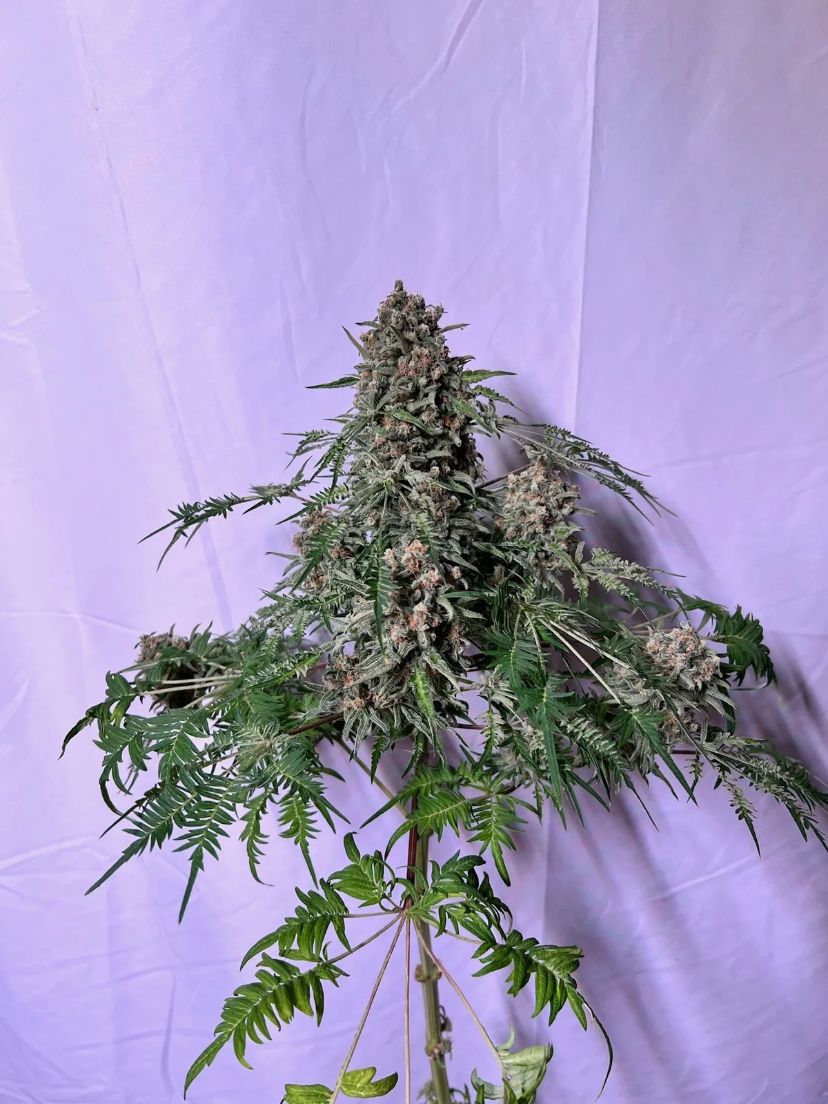 Freaks of Dank - end of flowering, 28.01.2026.