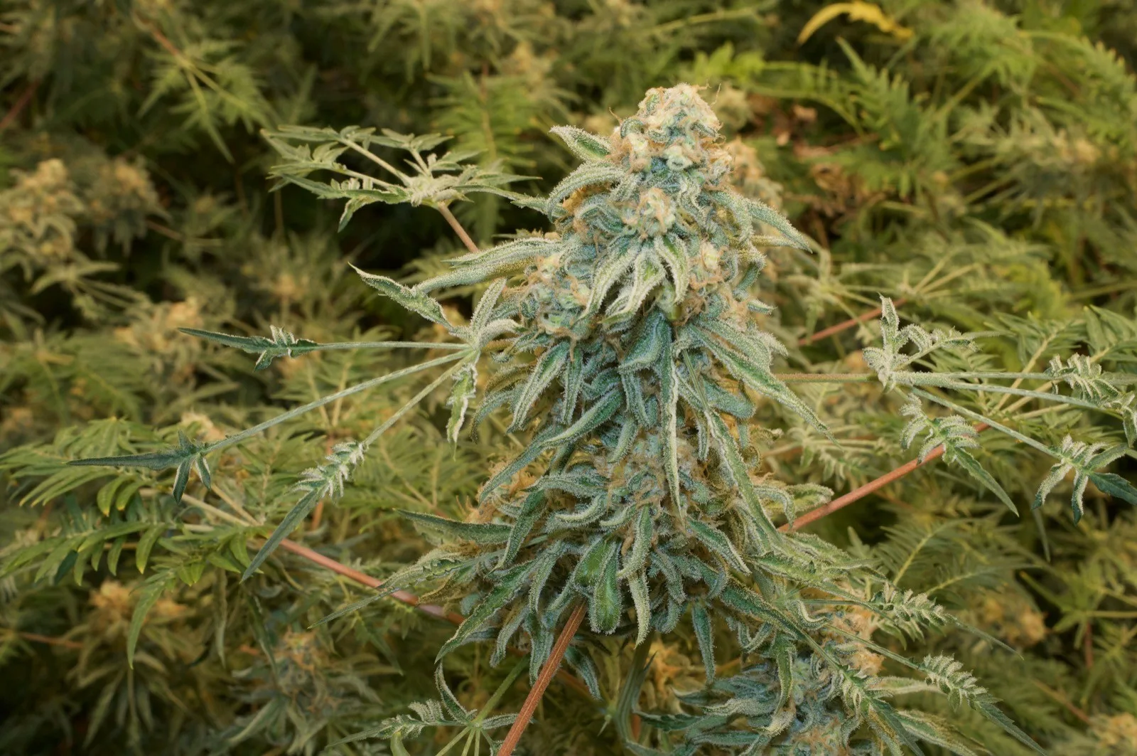 Freaky Dankenstein P → F1 - flowering, 28.03.2026.