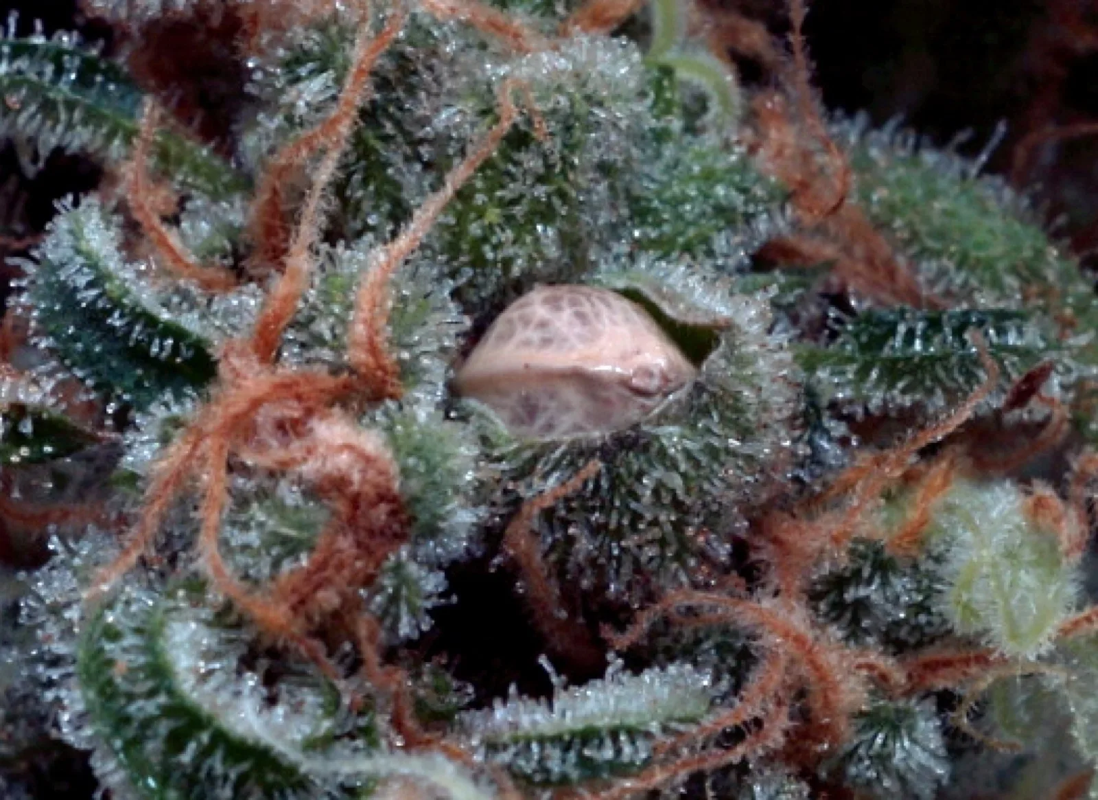 Freaky Dankenstein - F1 seed in a flower, 19.04.2026.