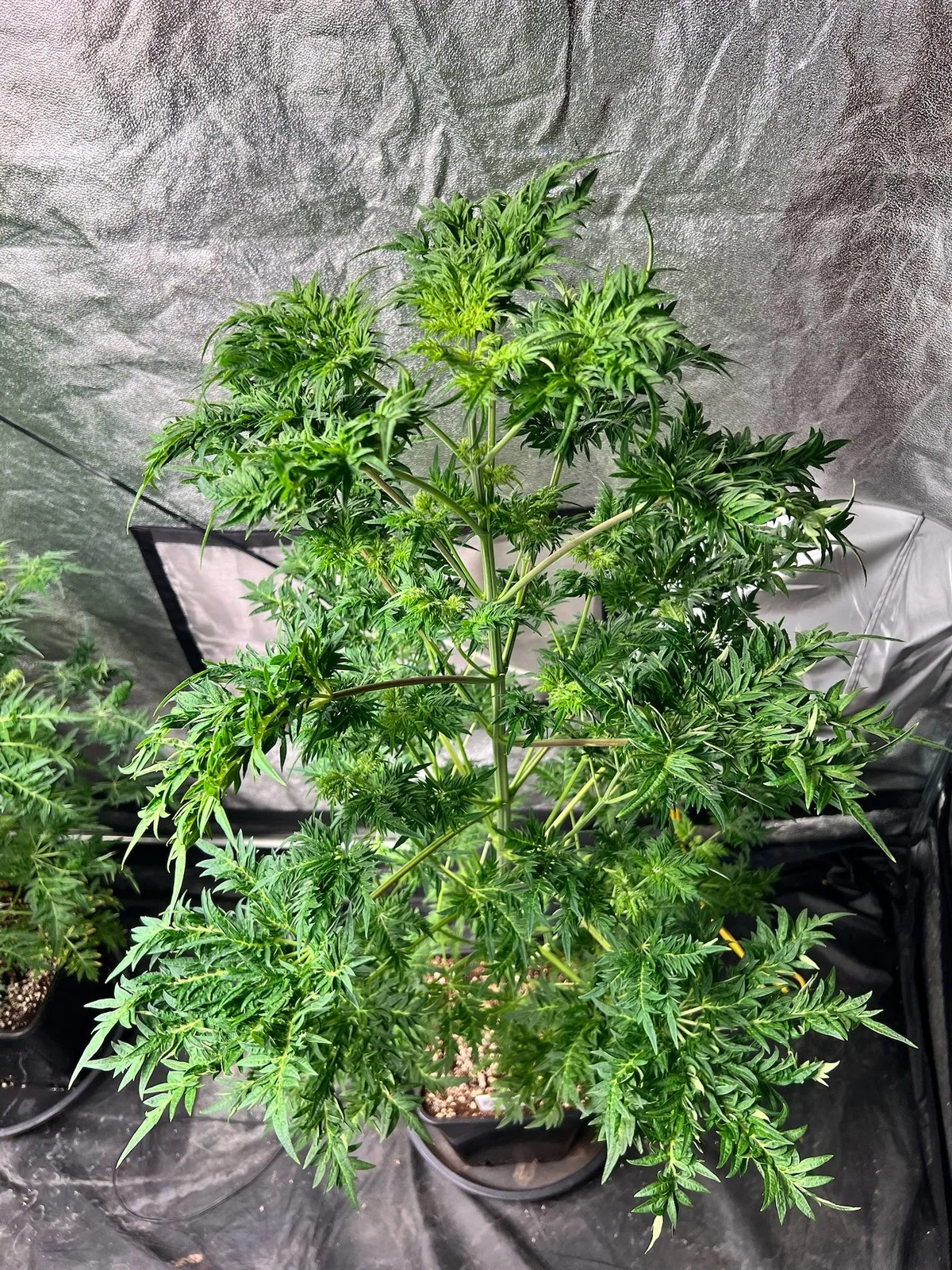 Freaks of Dank - selected plant, 24.11.2025.