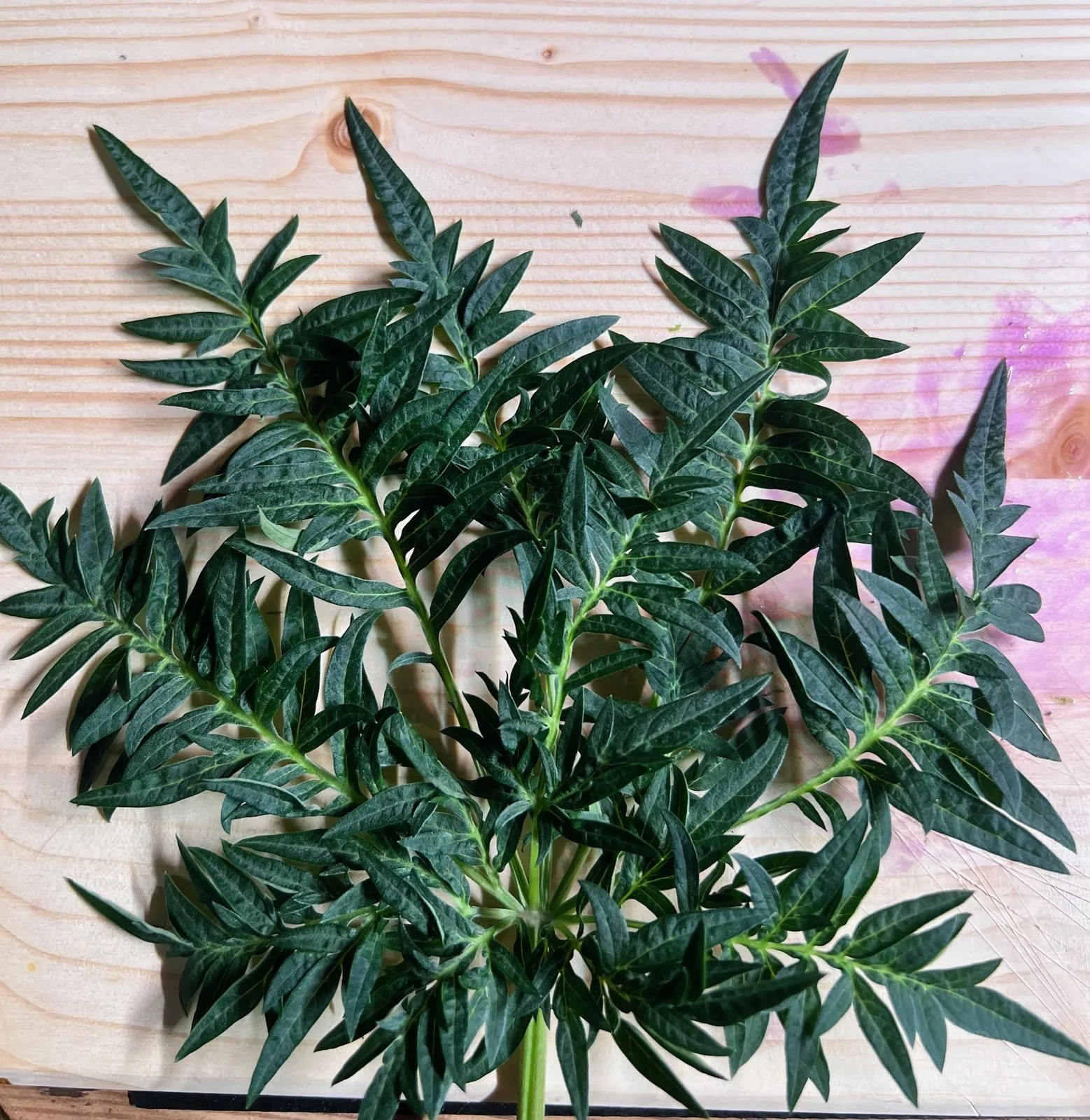 Freaks of Dank - fern-like leaf, 02.12.2025.