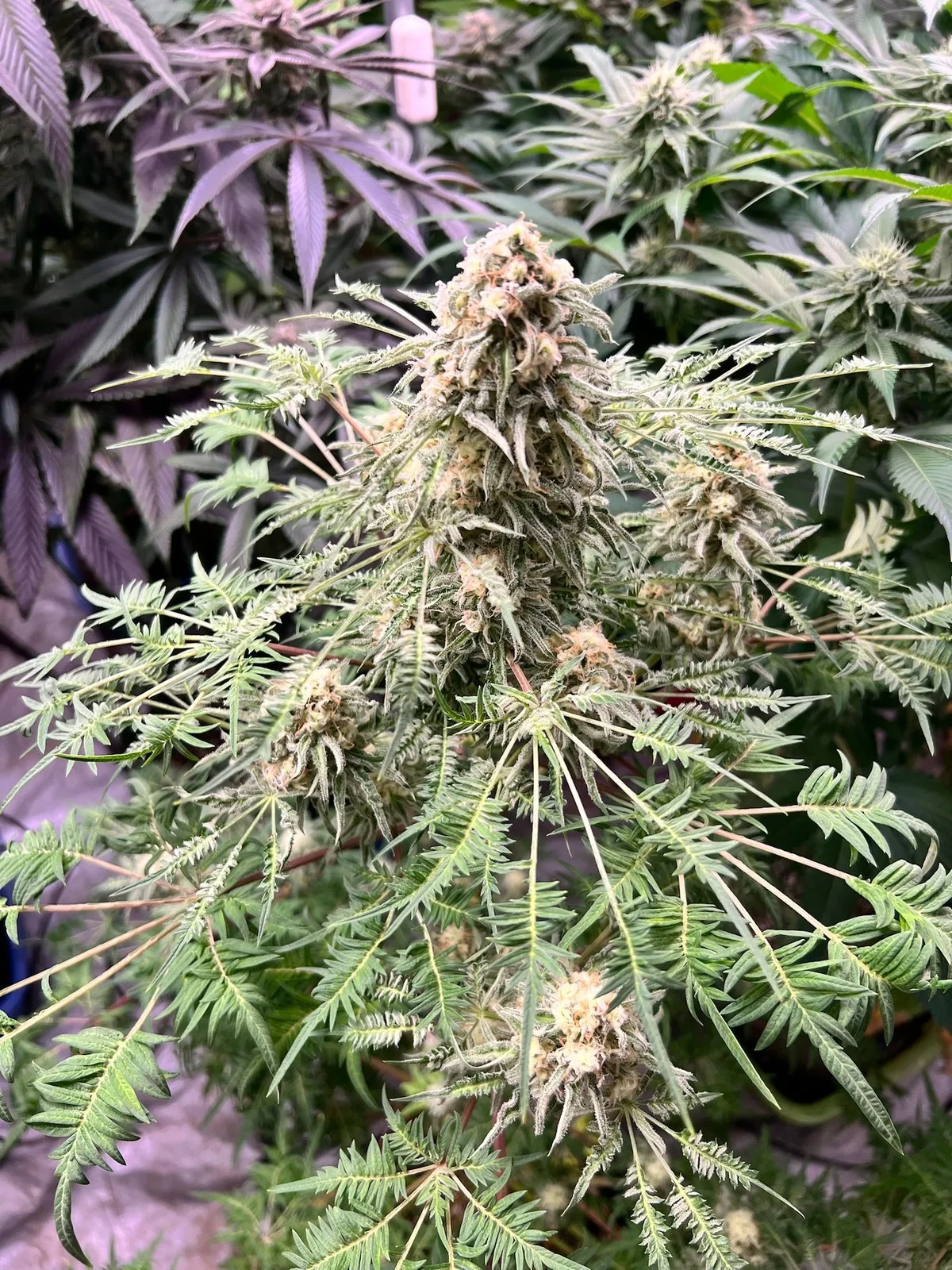Freaks of Dank - flowering mother selection, 08.01.2026.