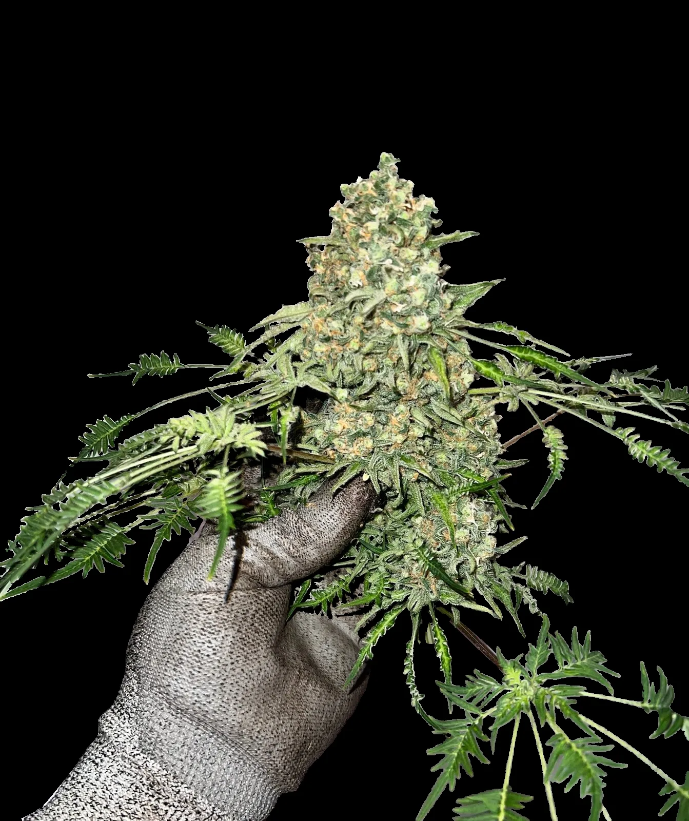 Freaky Dankenstein top cola held in a grey work glove: a dense frosty bud surrounded by narrow, fern-like leaves on a black background