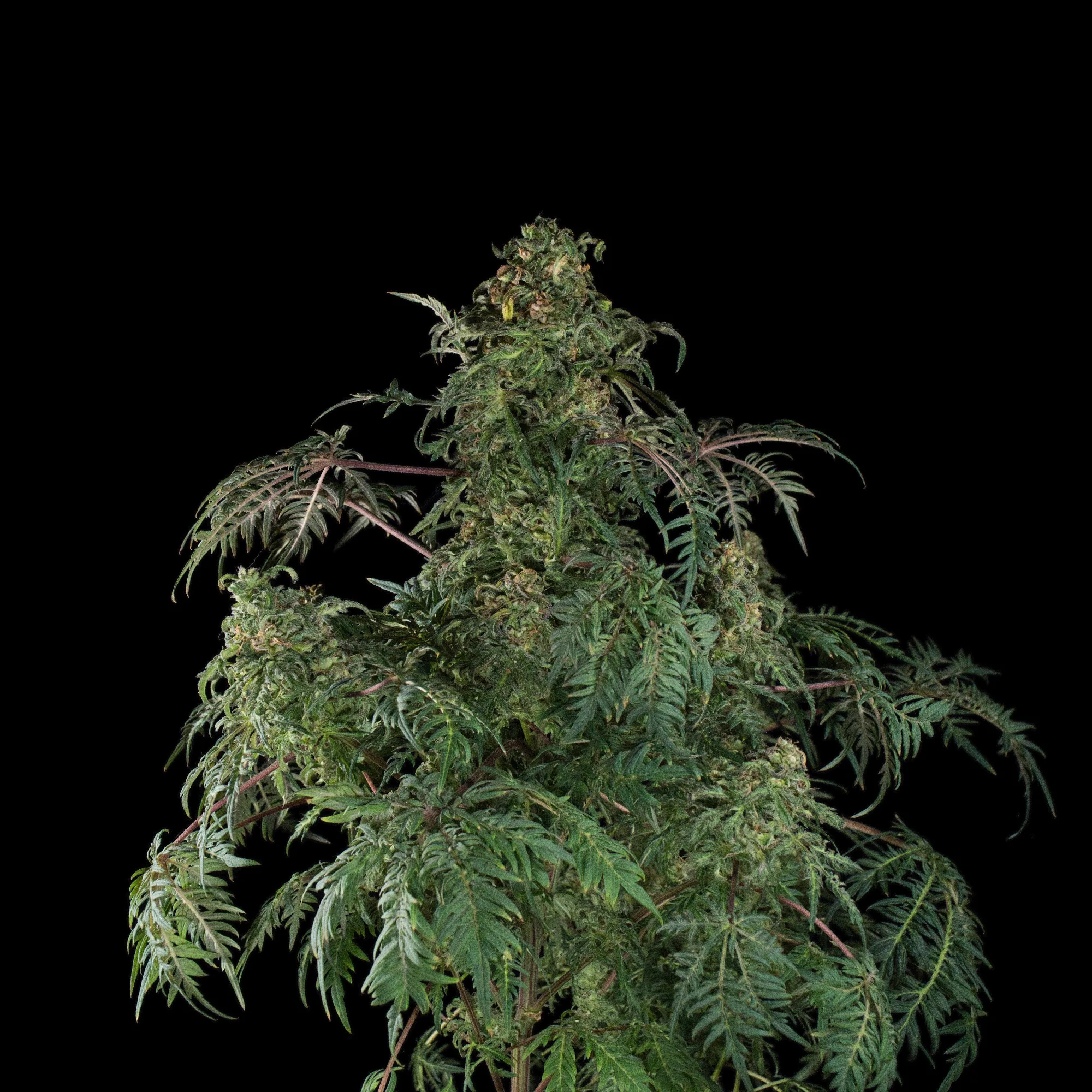 Freaky Fast F1 BX flowering top on a black background, framed by deeply divided fern-like leaves