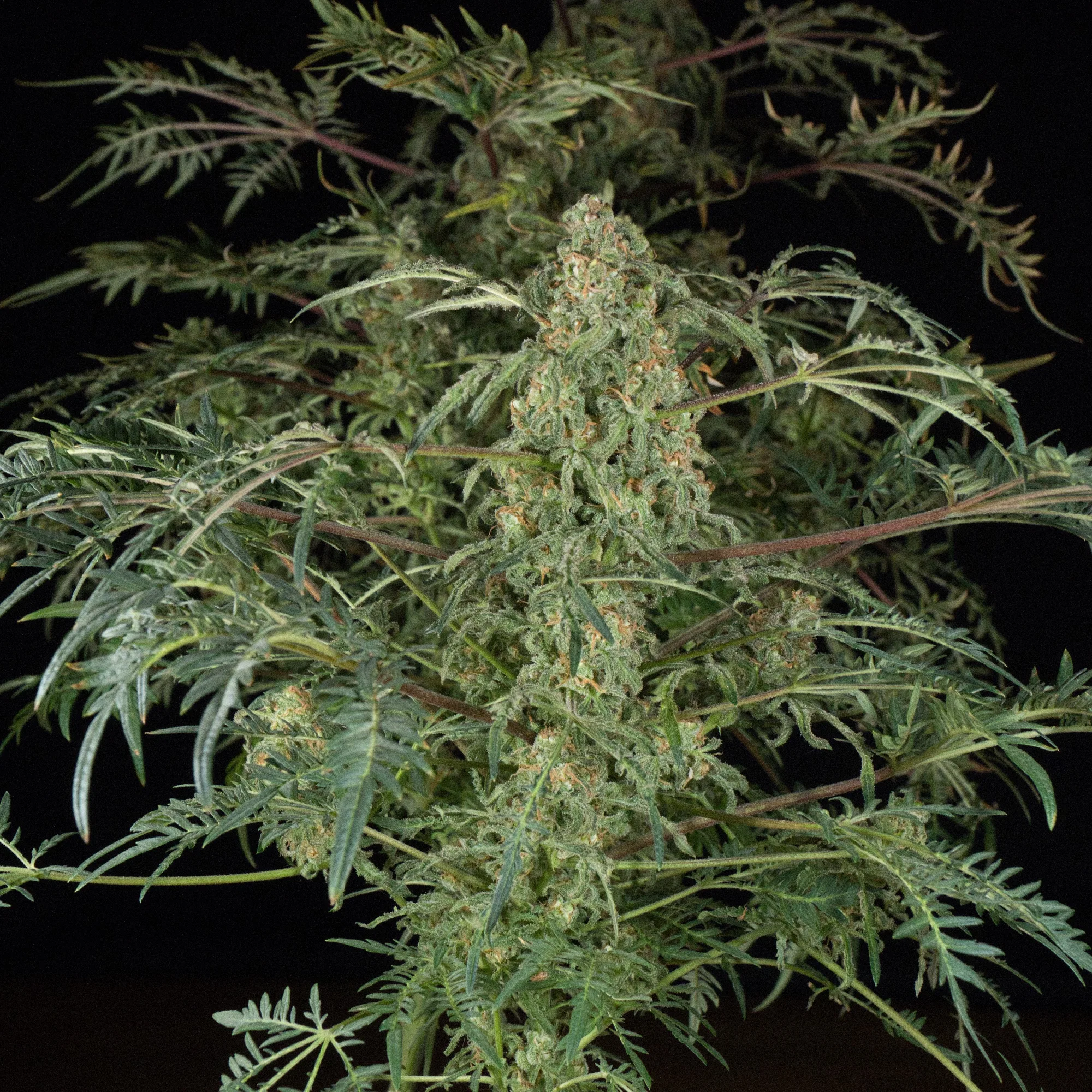 Freaky Fast F1 BX cola close-up among narrow, finely divided leaves and reddish stems