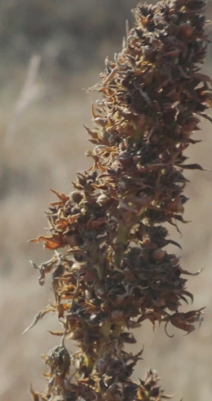 A close-up of a dry ABC Cra.Cro B1 flower.