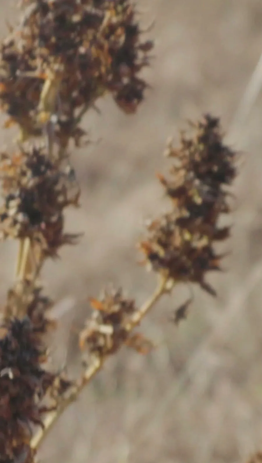 Several dry ABC Cra.Cro B1 flowers on a branch.