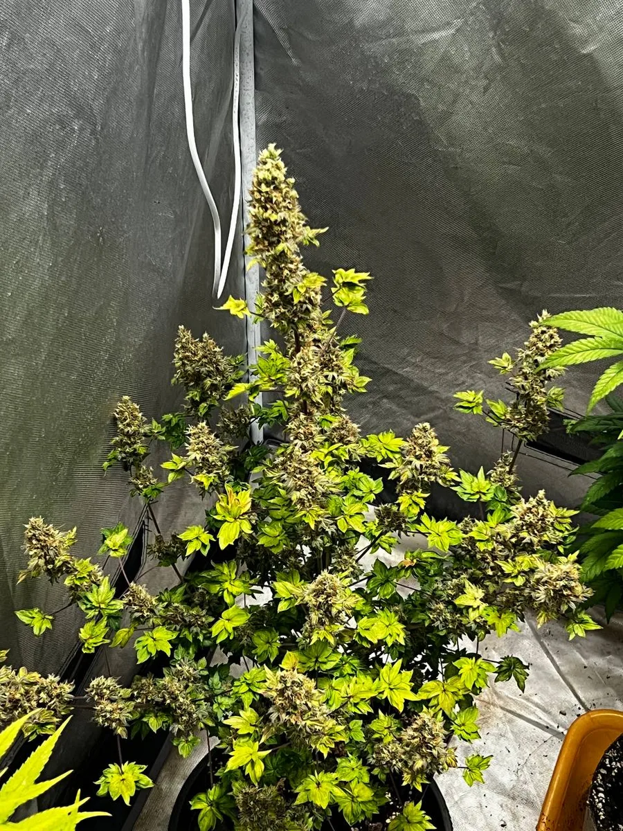 A flowering plant with small ABC leaves.