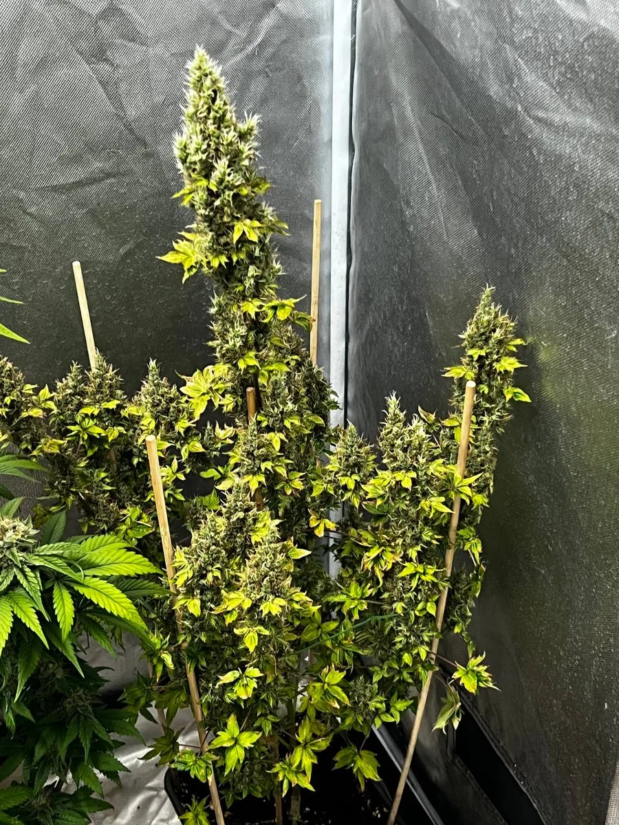 Long flowering branches among small ABC leaves.