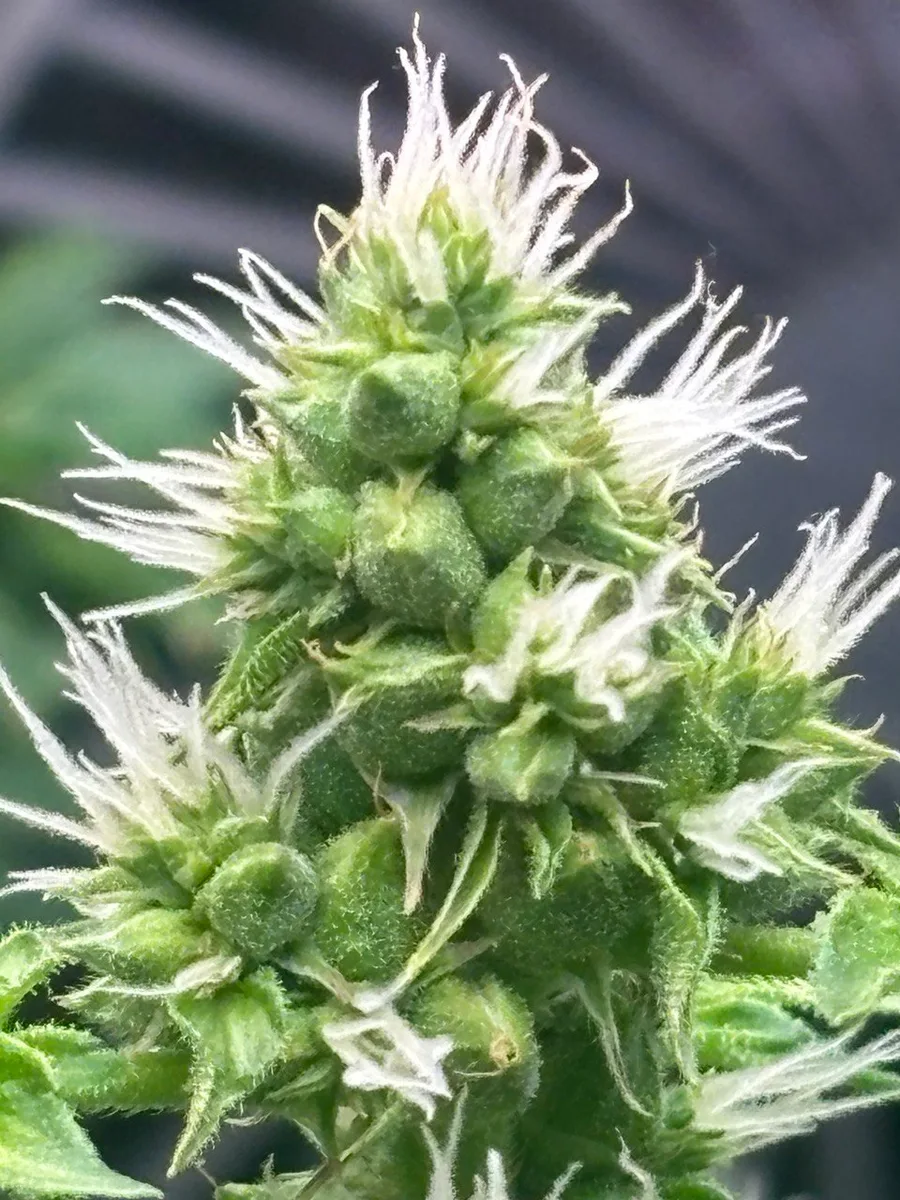 A close-up of a young flower with white pistils.