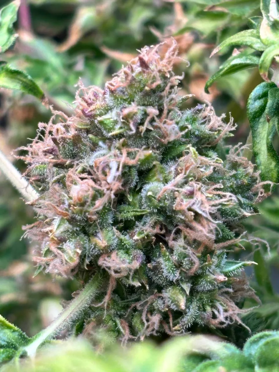 A flower with purple calyxes and pink pistils.