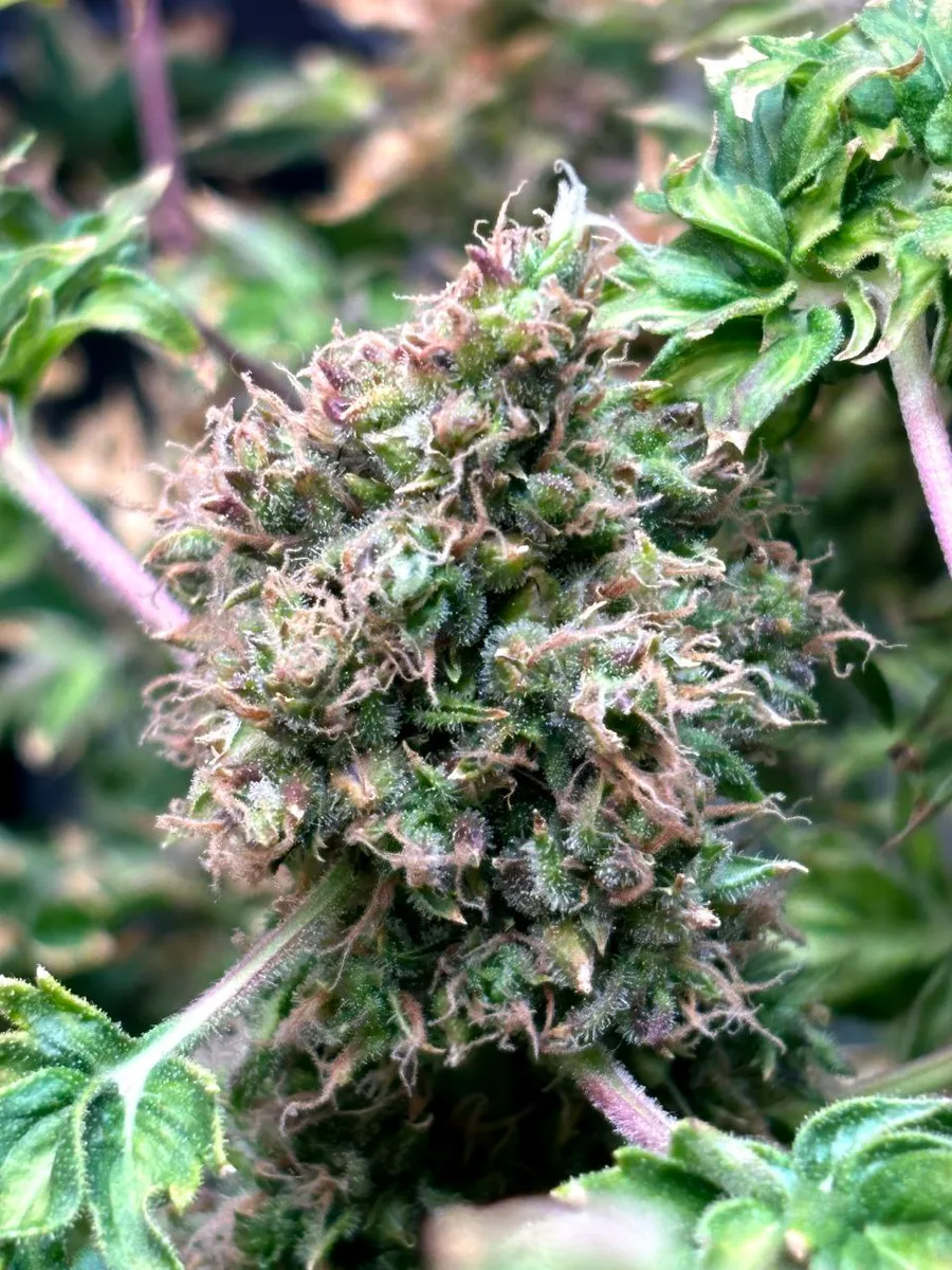 Trichomes on a purple flower among glossy leaves.
