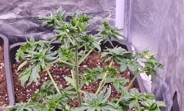 ABC leaves on branching green stems.