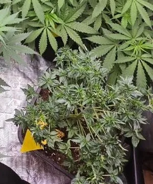 A plant with small, glossy ABC leaves.