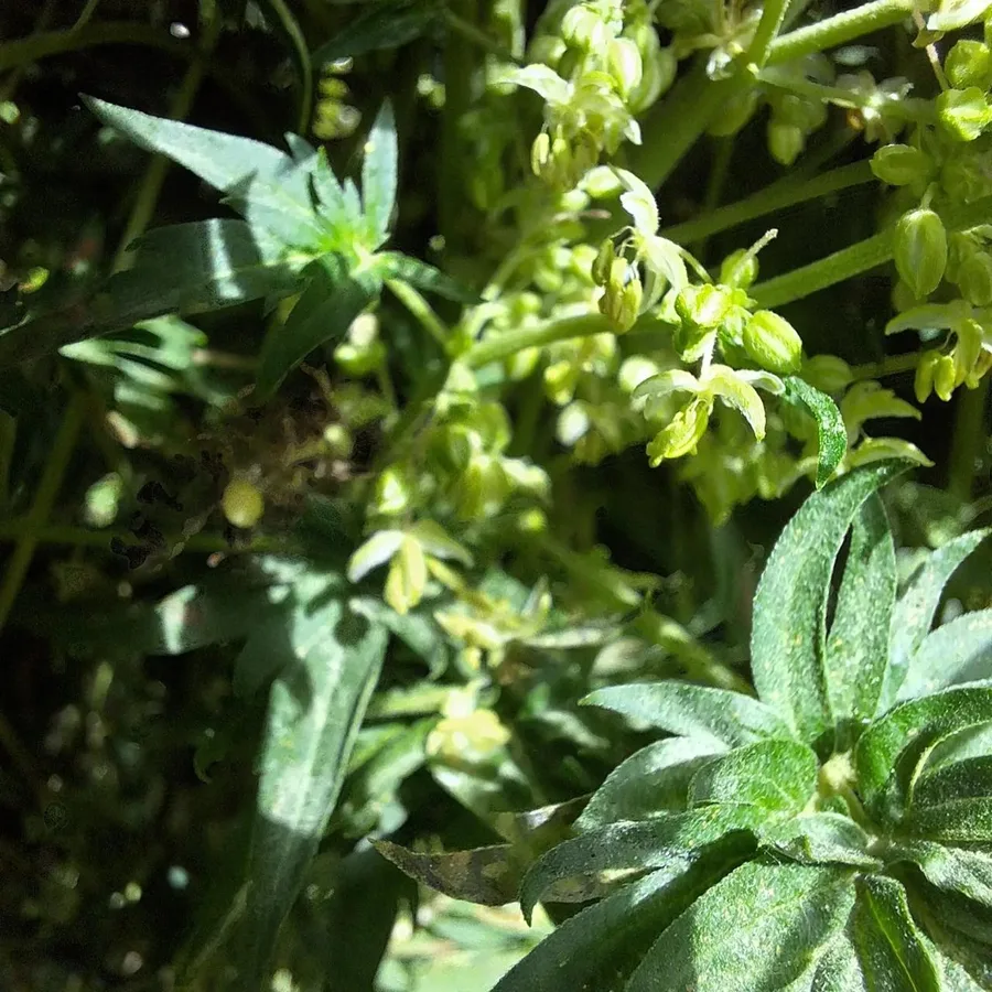 A close-up of male flowers and ABC leaves.