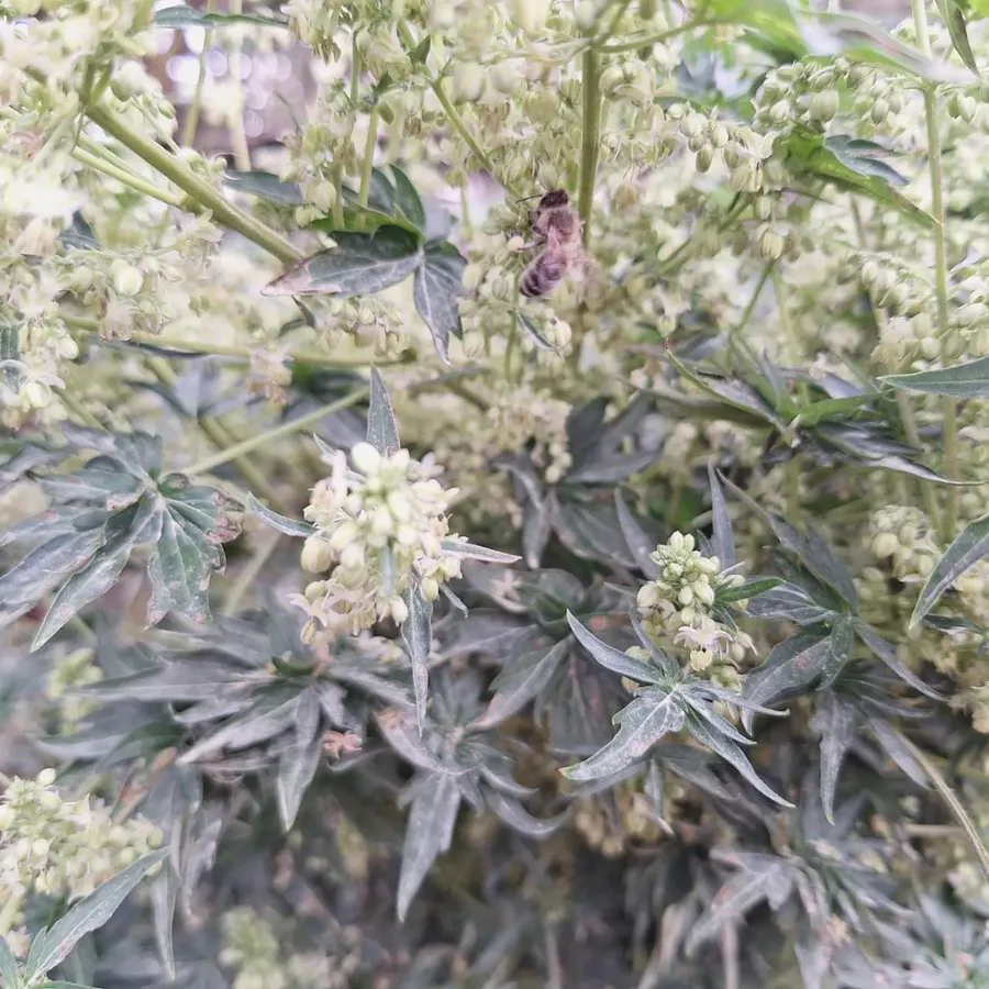A bee among male flowers and ABC leaves.
