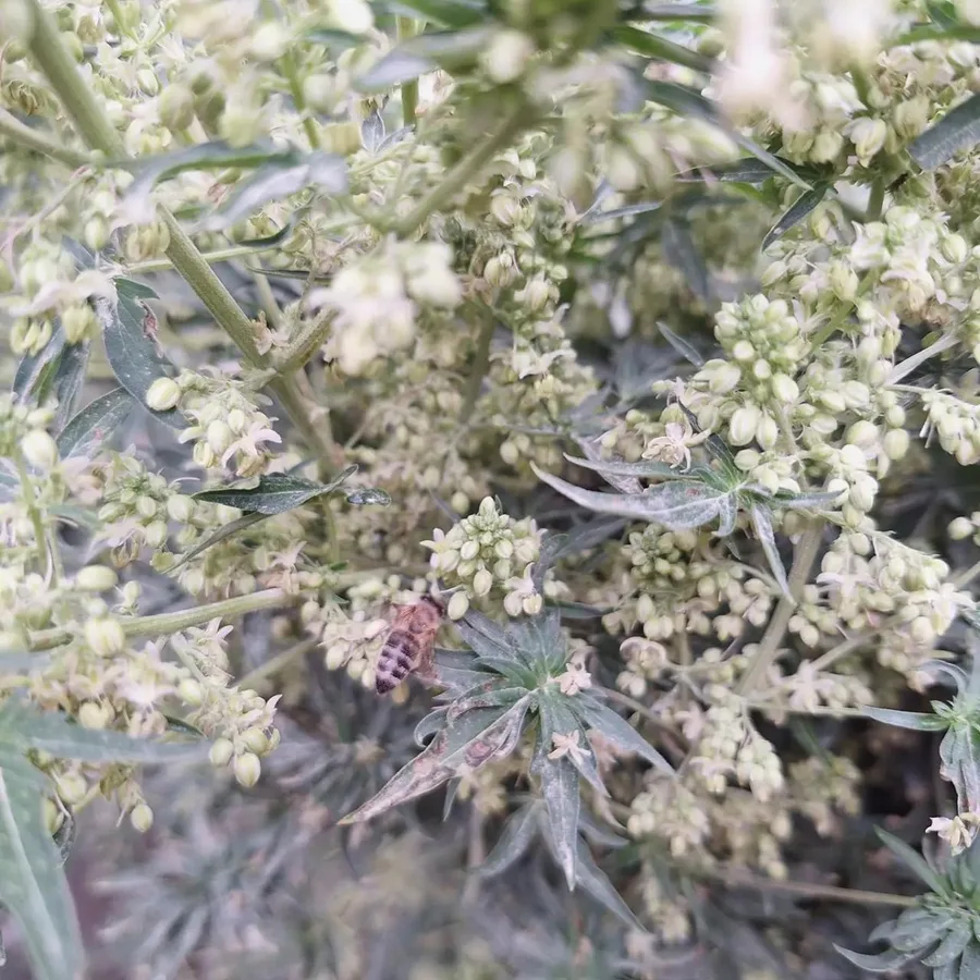 A close-up of a bee on a branch with male flowers.