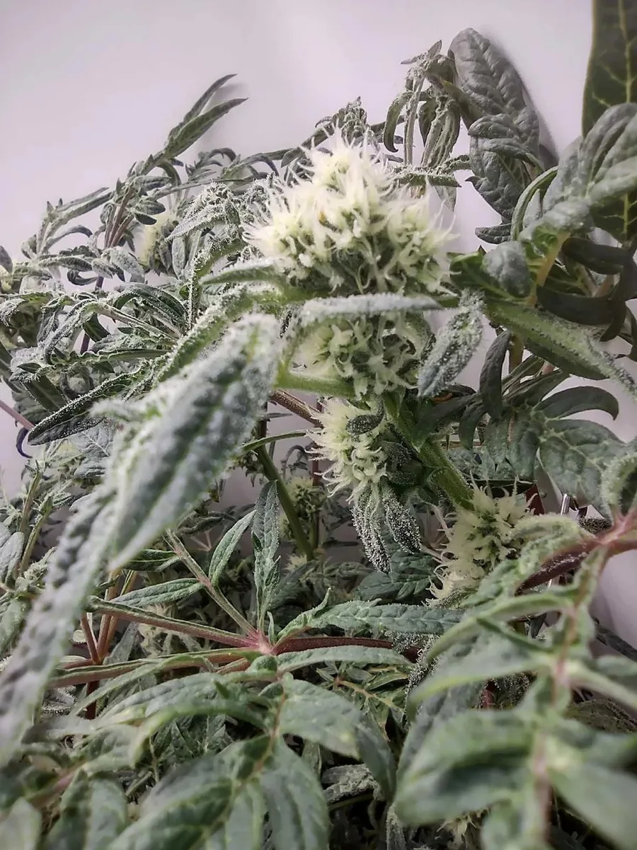 A resinous flower among fern-like Freakshow leaves.