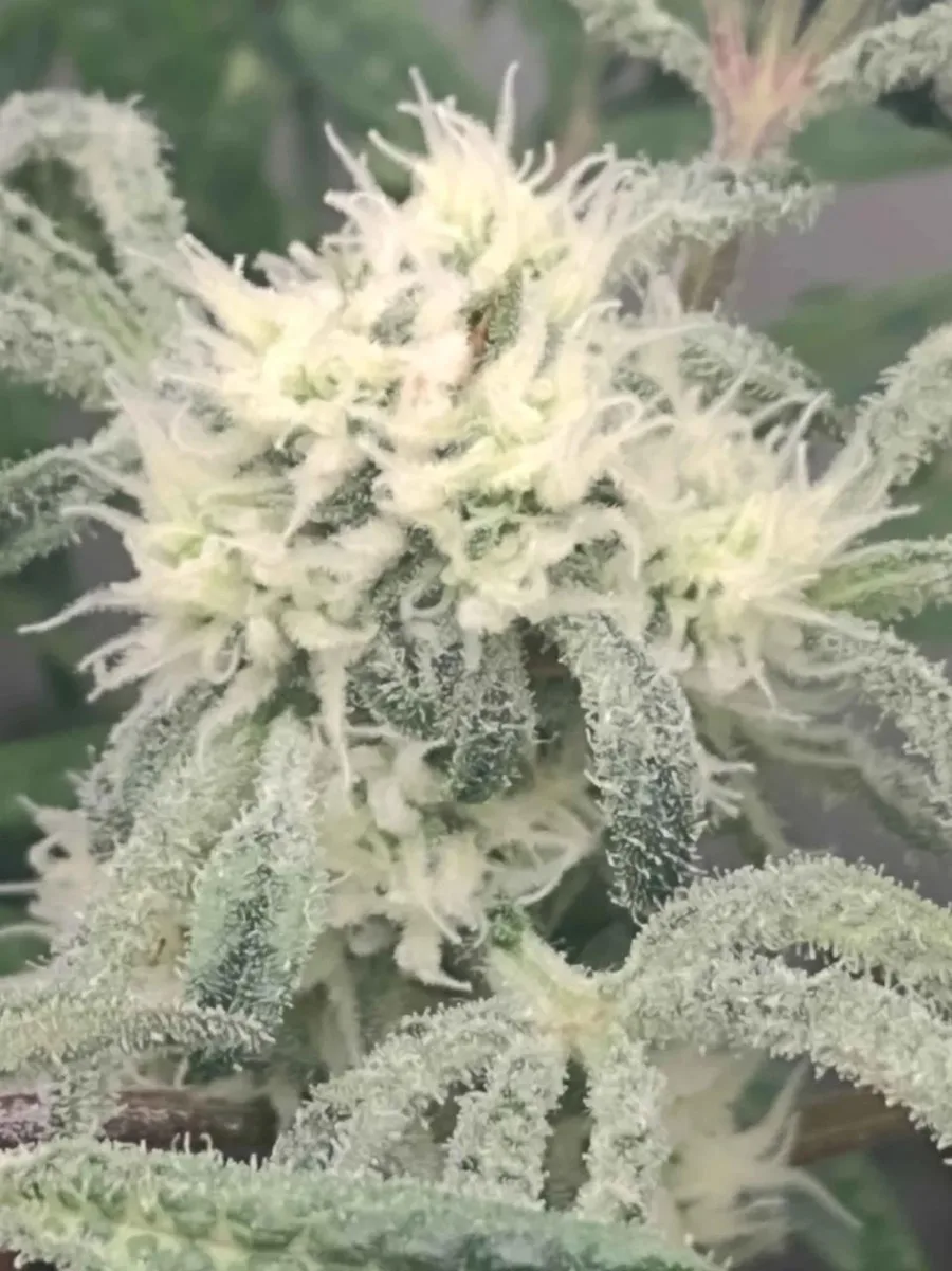 White pistils and trichomes on the top flower.