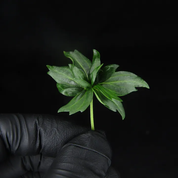 Small ABC leaf held in a black nitrile glove: broad, glossy leaflets with smooth edges and only a few teeth, on black