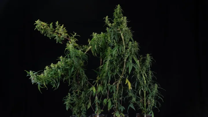 Several Siberian Ruderalis plants before harvest on a black background.