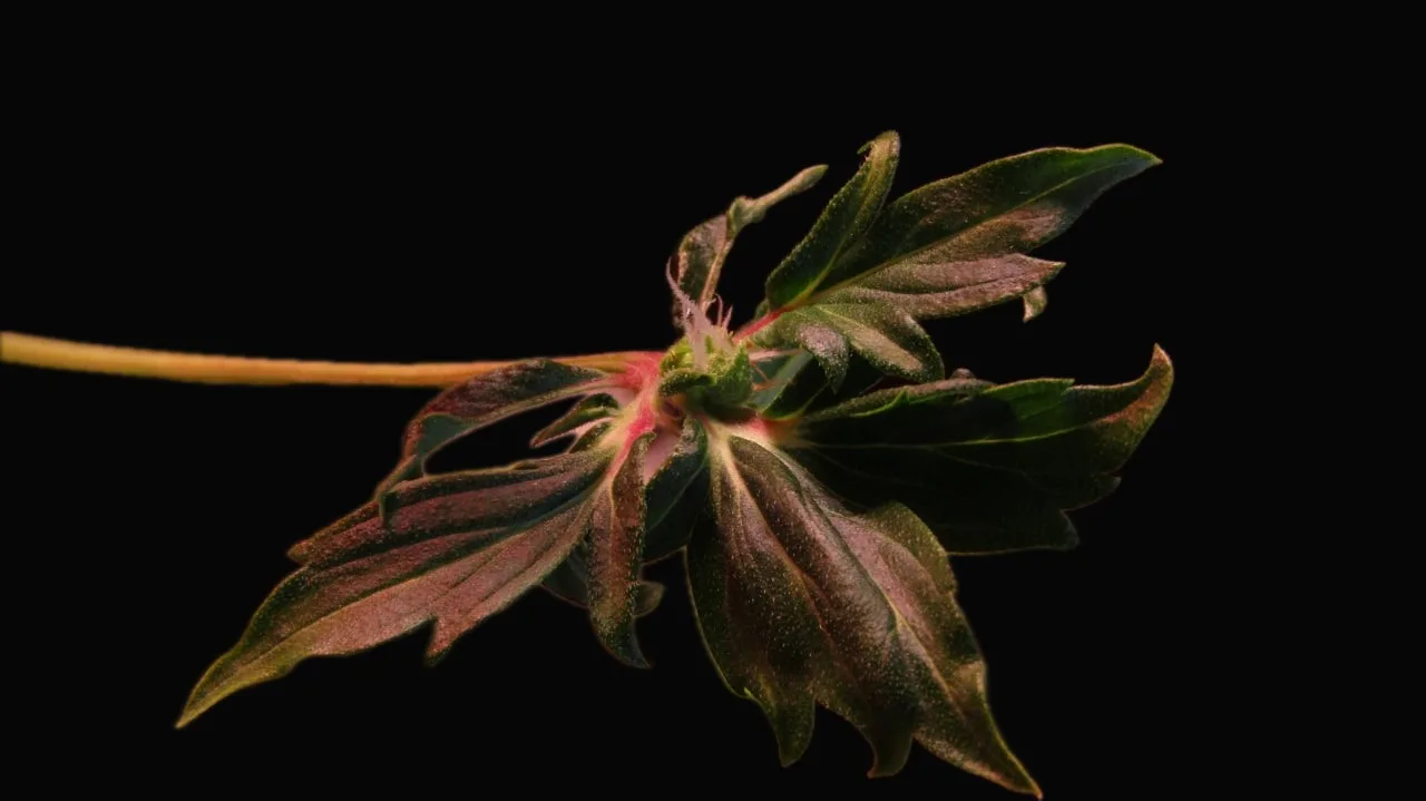 Ein Blatt von Drunken Bastard F3 #16 mit einer Blüte mitten auf der Blattspreite vor schwarzem Hintergrund.