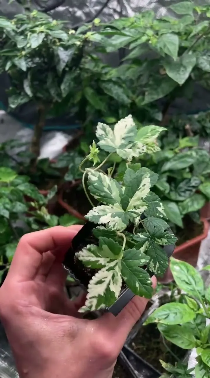 Legitimo F5: a variegated seedling.