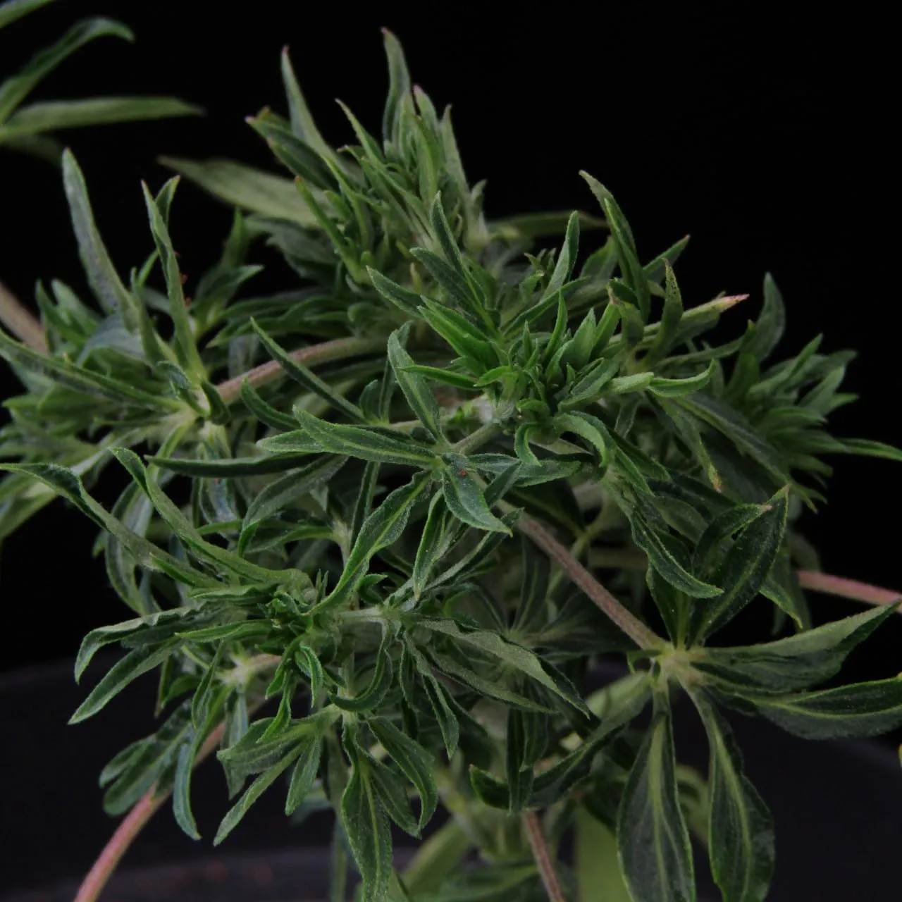 Schmale Blattlappen des Phänotyps „Rosemary“.