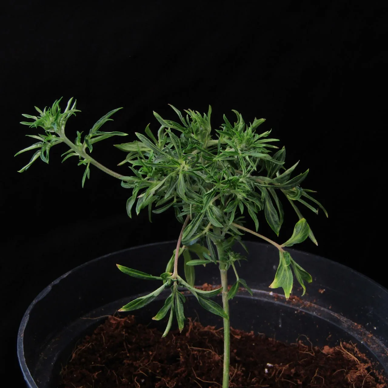 Drunken Bastard × Freakshow F2, Phänotyp „Rosemary“.