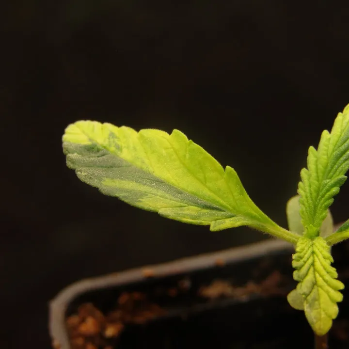 A variegated White Widow Duck W#2 leaf.