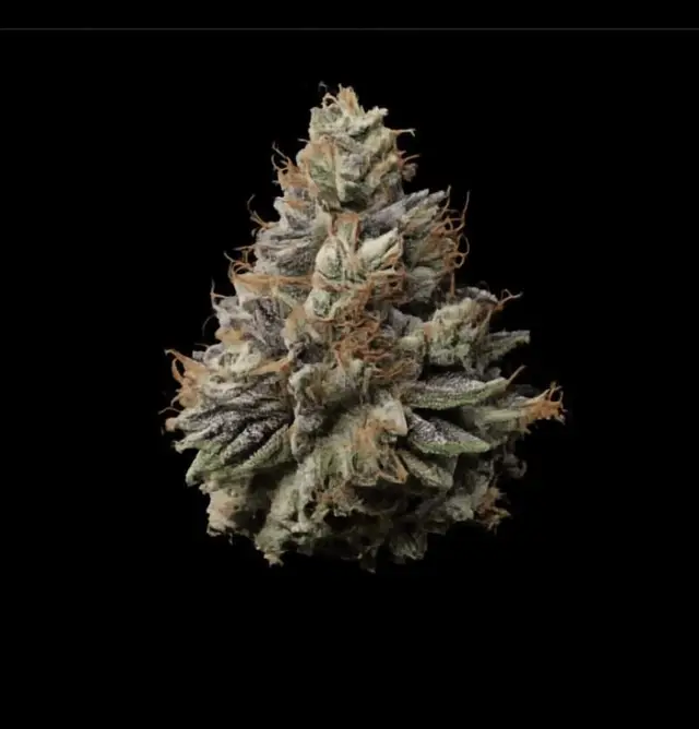 Permanent Marker Triploid, a detached compact bud with curled frosty leaves on black