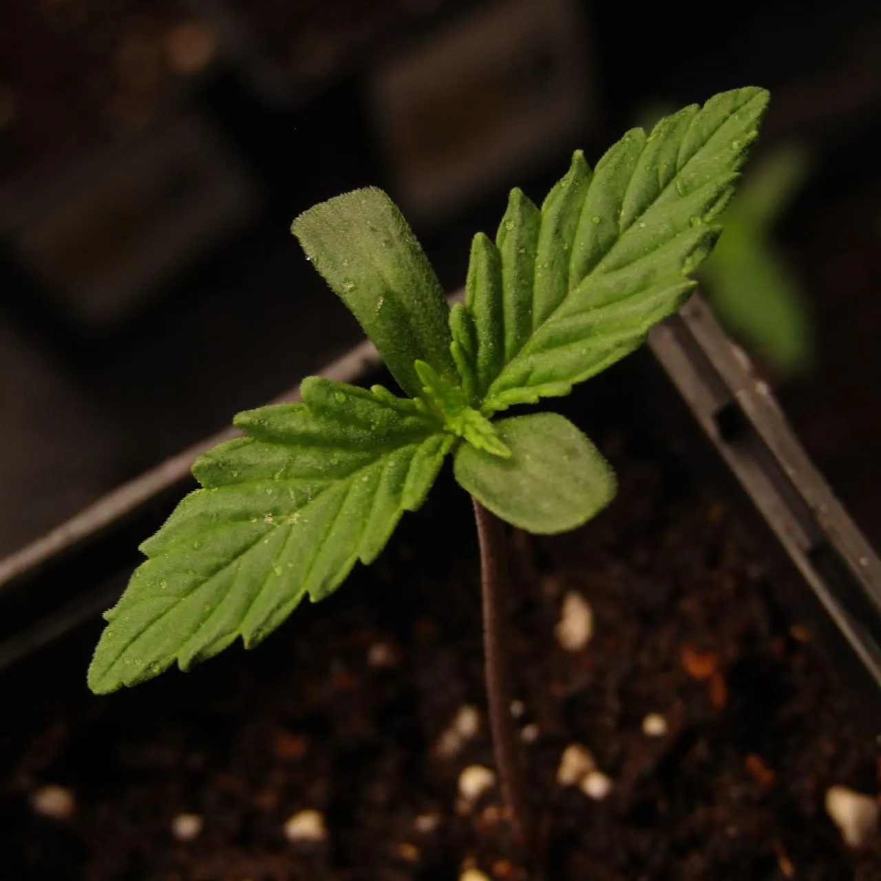 A young cannabis seedling with round cotyledons and its first serrated true leaves.