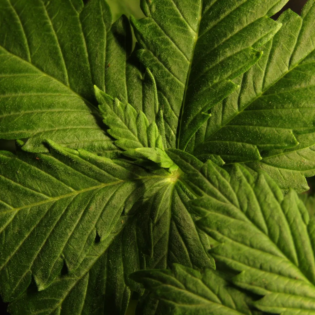 Close-up of dark green cannabis leaves seen from above, with a small extra leaflet growing at the centre of the leaf whorl.