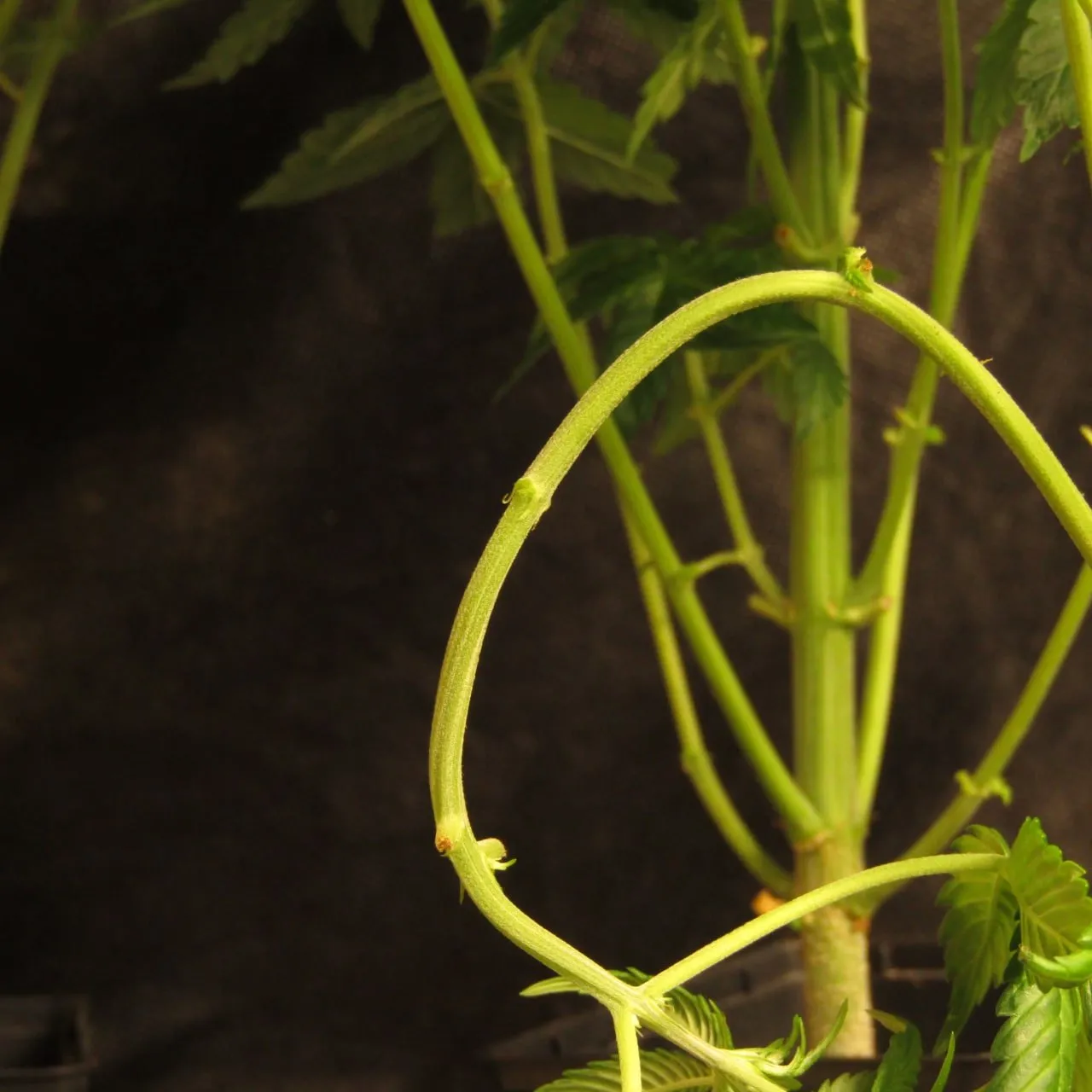 A light green cannabis branch bent into a wide loop in front of the main stem, against dark cloth.
