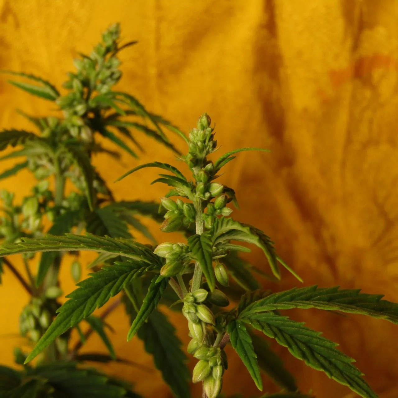 A male cannabis plant with clusters of closed green pollen sacs on its upper stems, against a plain yellow cloth.