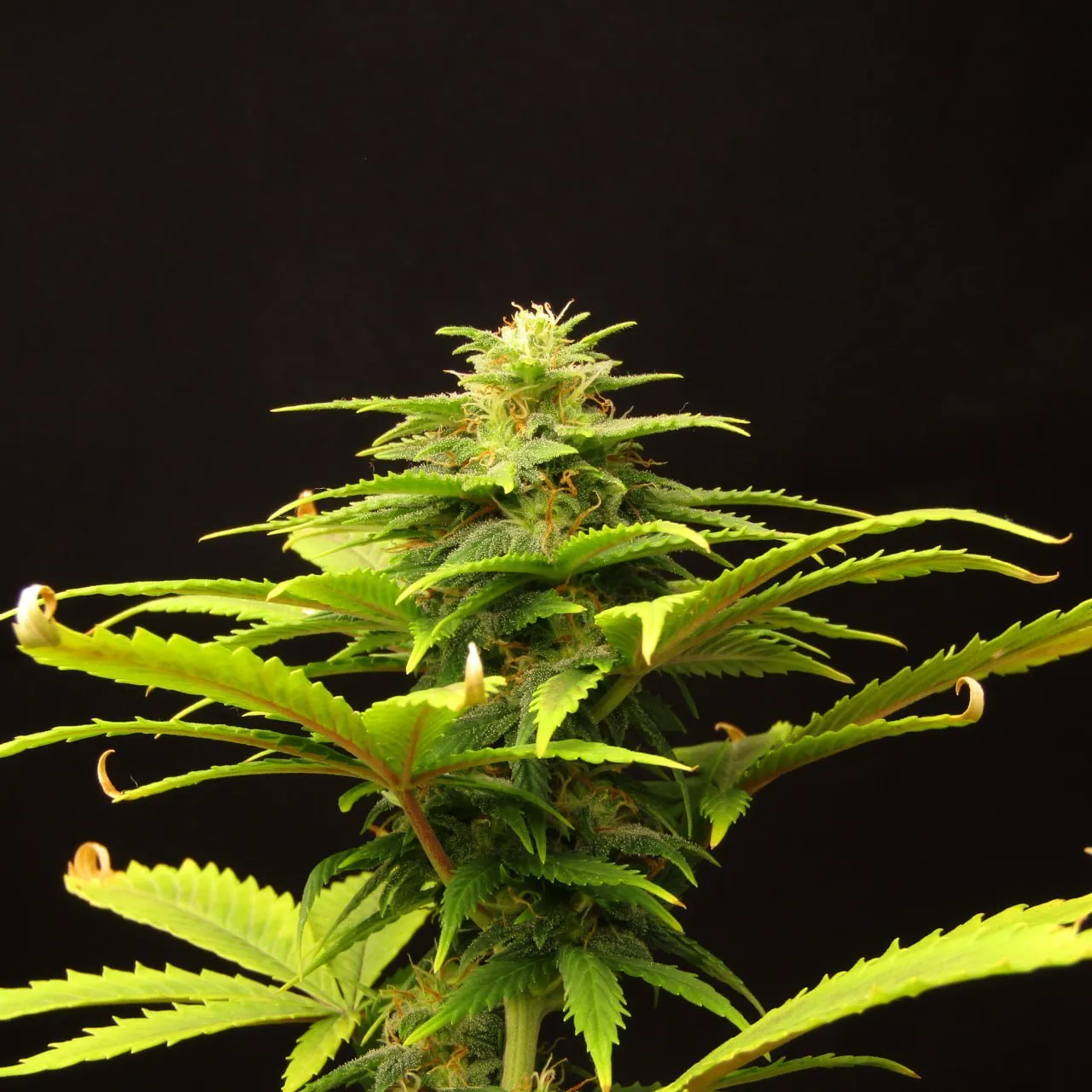 A frosty green cannabis top with orange pistils and curled fan-leaf tips, isolated on a black background.