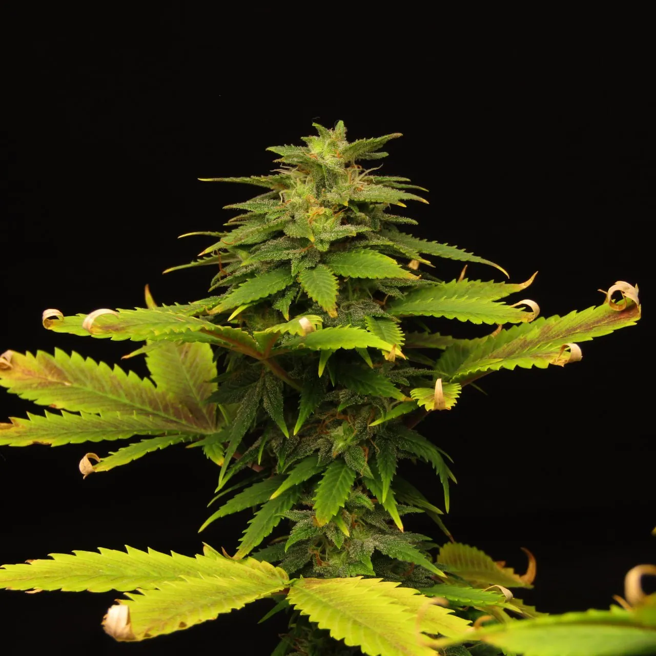 A dense seed-bearing cannabis cola with trichomes and dried, curled leaf tips, on a black background.