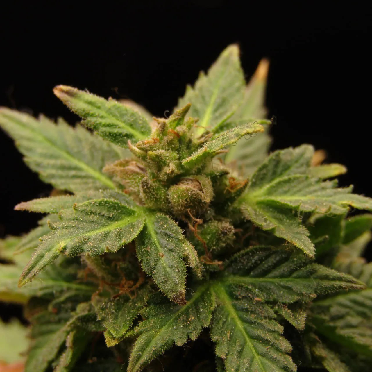 Macro of a cannabis bud where a swollen calyx has split open to show a striped seed, on a black background.