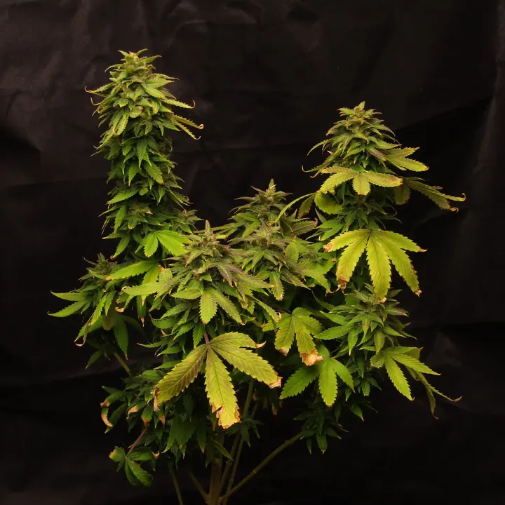 A whole flowering cannabis plant with several tall green colas and yellowing fan leaves, against black cloth.